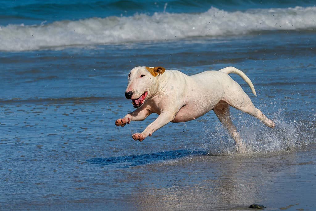 Bull Terrier dog bounding through the shallow water on the beach.