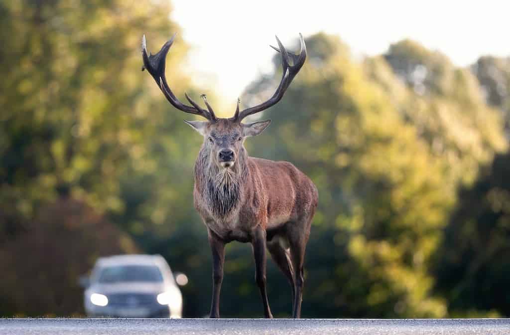 Close up of a Red deer crossing a road, UK.