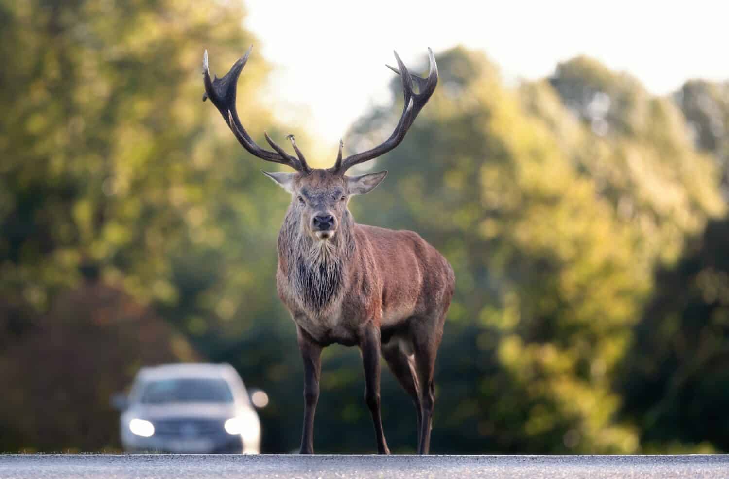 10 Things to Do if You Hit a Deer While Driving AZ Animals