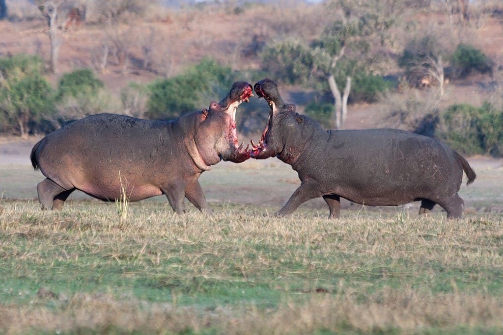 Two aggressive hippos fighting for territory