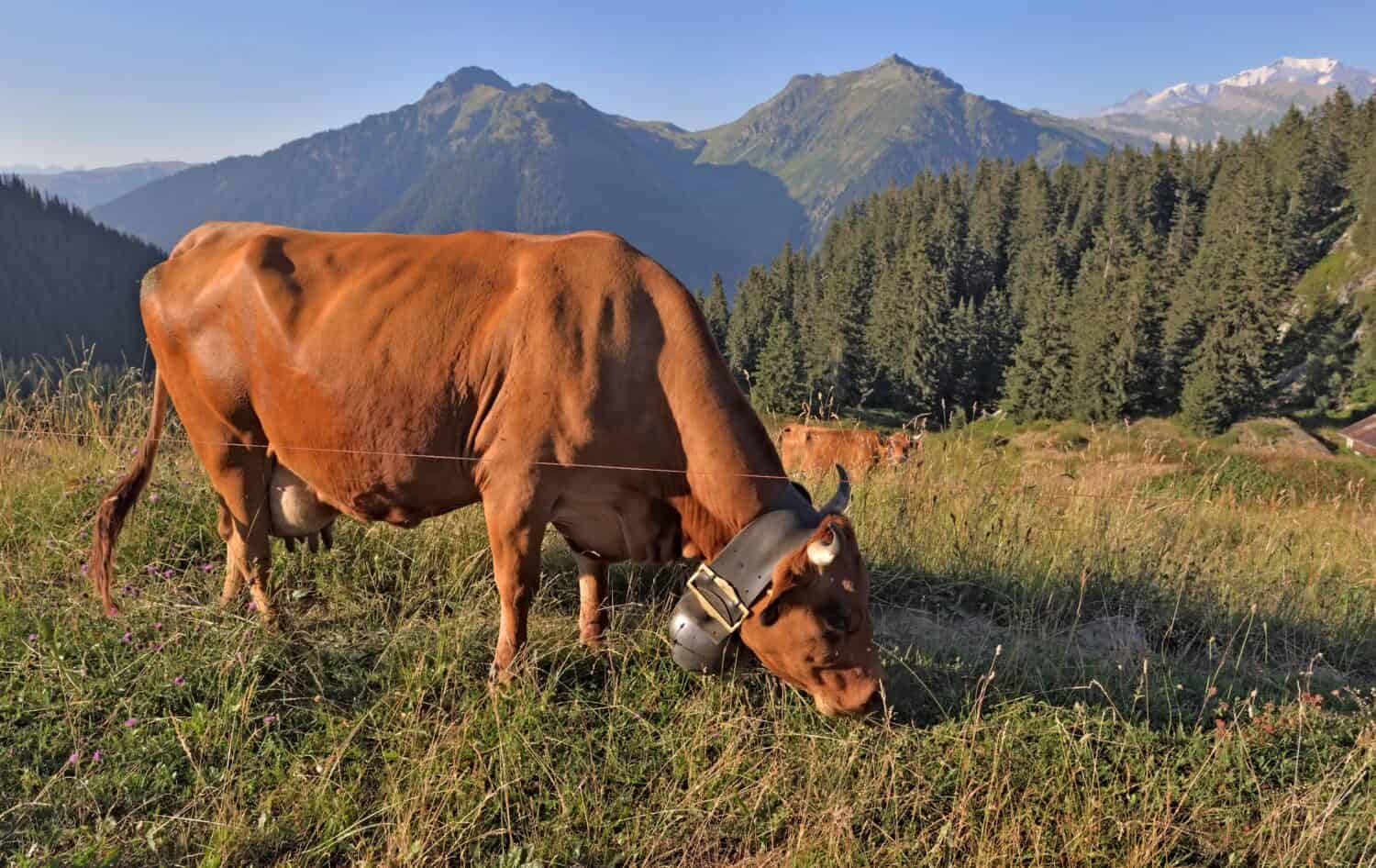 brown milk cow wearing a collar with a bell grazing in alpine pasture with mountain background