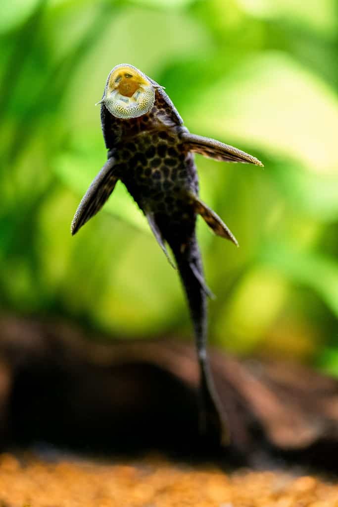 selective focus of suckermouth catfish or common pleco (Hypostomus plecostomus) eating on the aquarium glass with blurred background