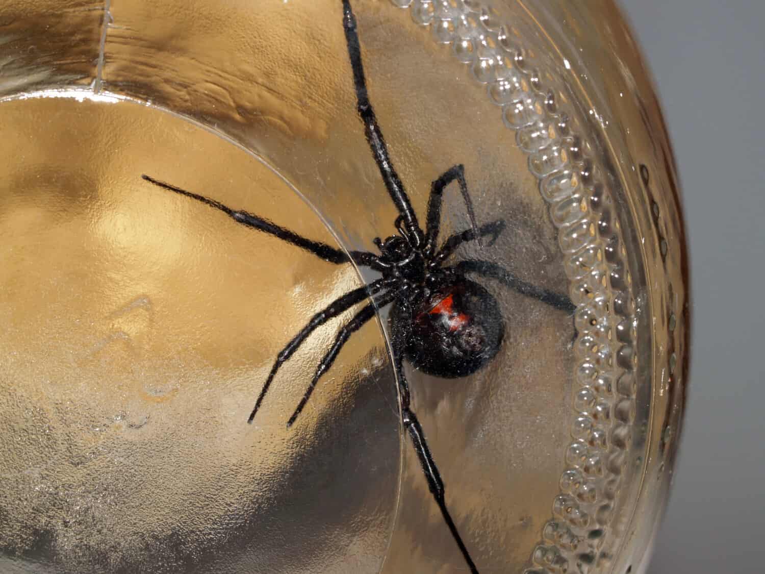 Black widow spider in glass jar belly