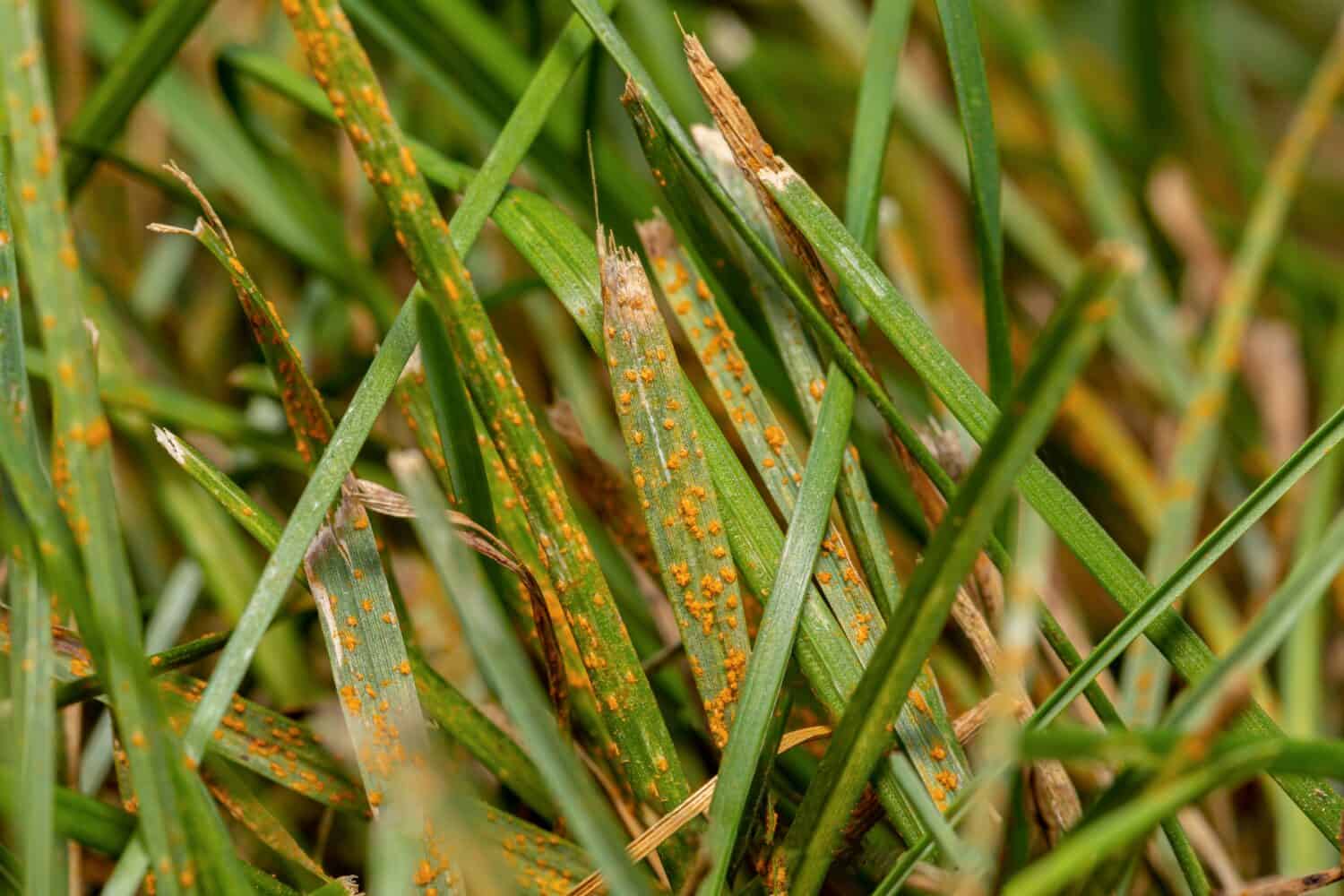 Grass rust fungus in yard. Lawn disease, prevention and lawncare service concept.