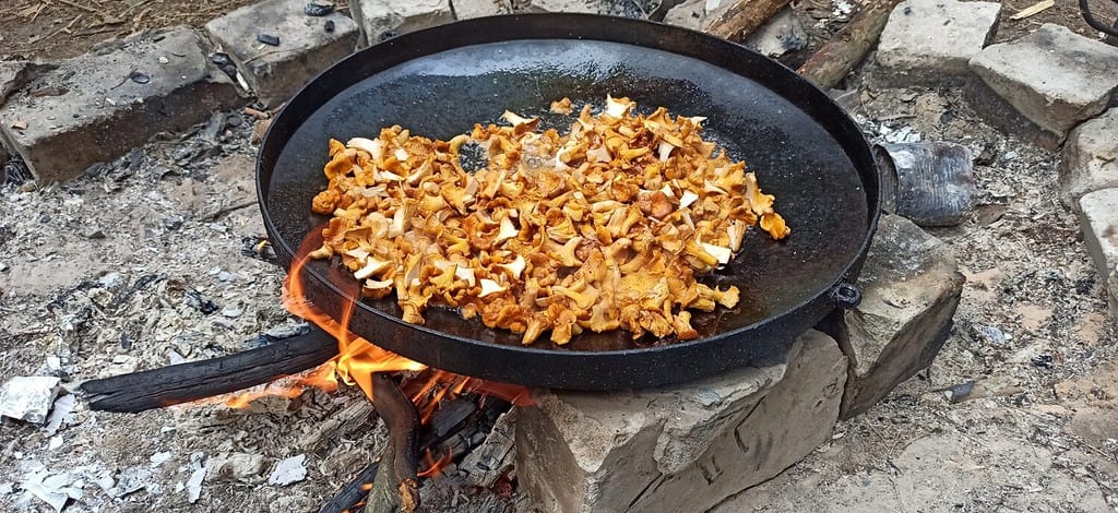 cooking fried chanterelles. Wild mushroom dish. Cooking chanterelles on big pan. Forest dish. Cooking delicious dish of mushrooms. Fried chanterelles
