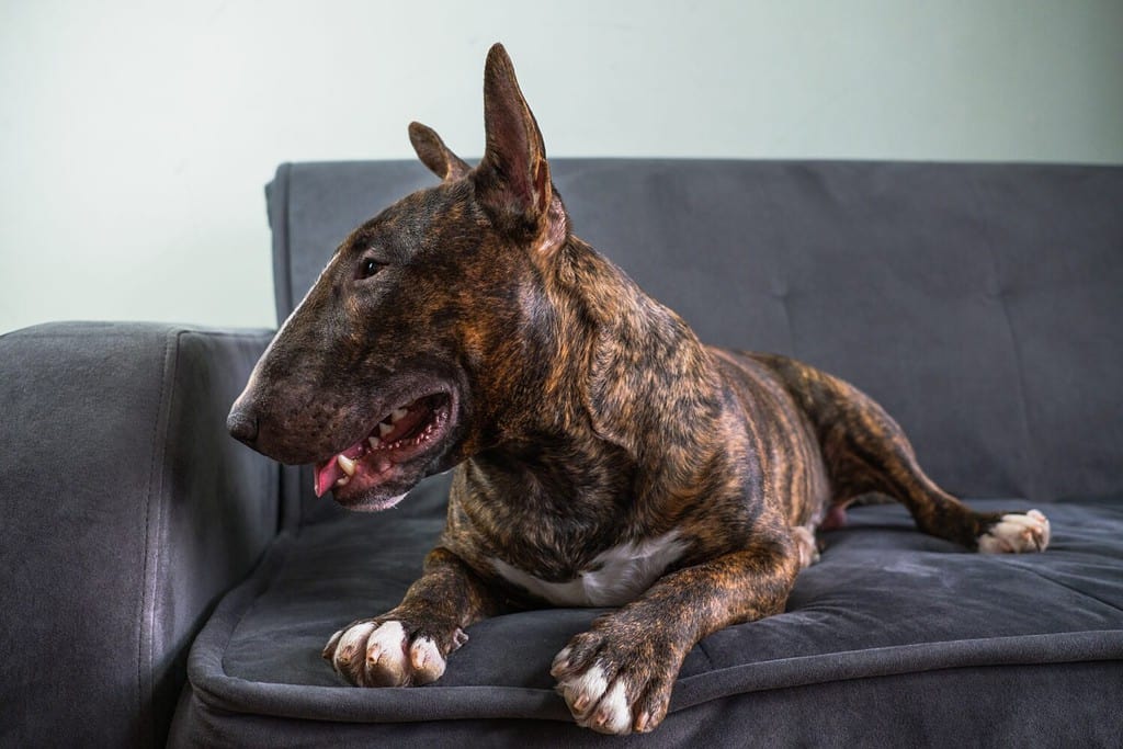 The English Bull Terrier portrait in a brindle color lies on the couch