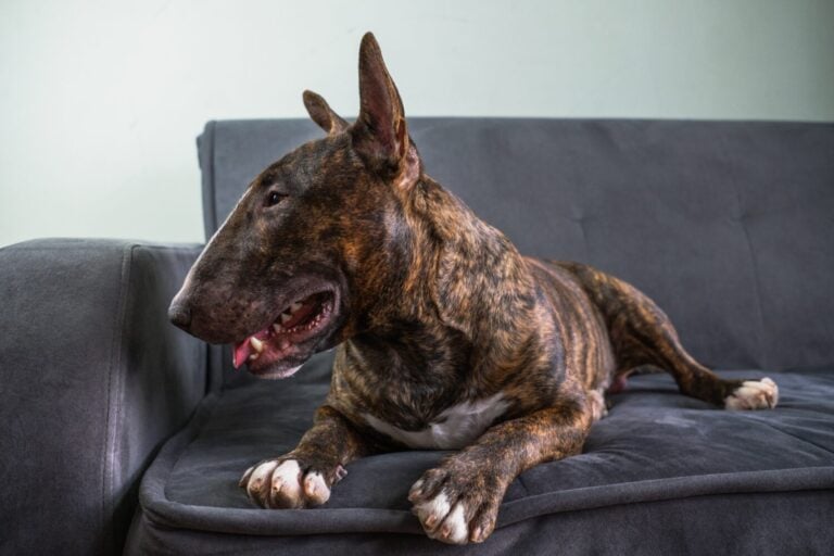 The English Bull Terrier portrait in a brindle color lies on the couch