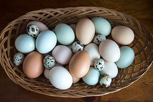 Discover the 11 Most Expensive Eggs in the World Today Picture