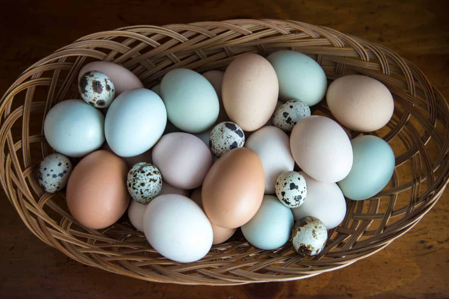 multicolored chicken hen eggs and spotted quail eggs in a basket on wooden background table