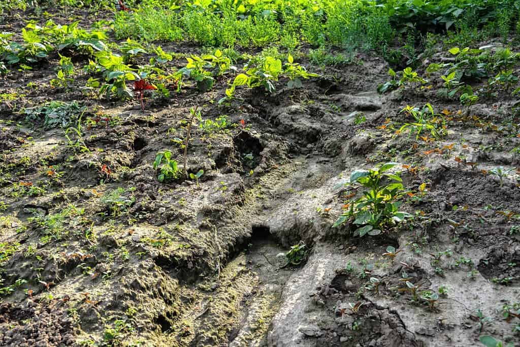 Heavy downpours and rains caused severe soil erosion on vegetable crops and significant losses in vegetable yields.