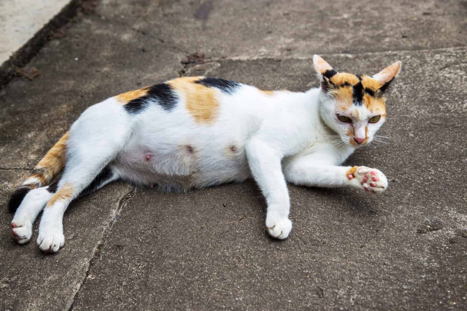 Pregnant cat sprawled on the ground