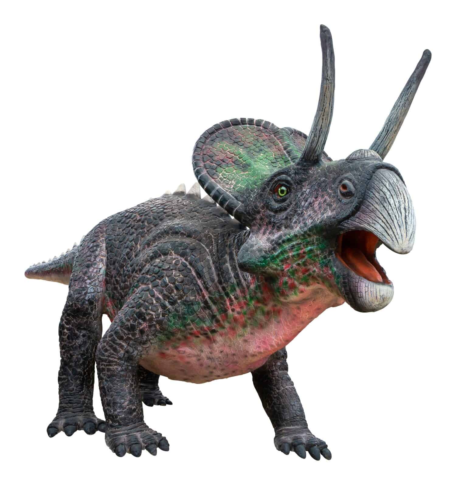 Zuniceratops was a herbivore ceratopsian dinosaur from the mid-Turonian of the Late Cretaceous Period, Zuniceratops isolated on white background with clipping path