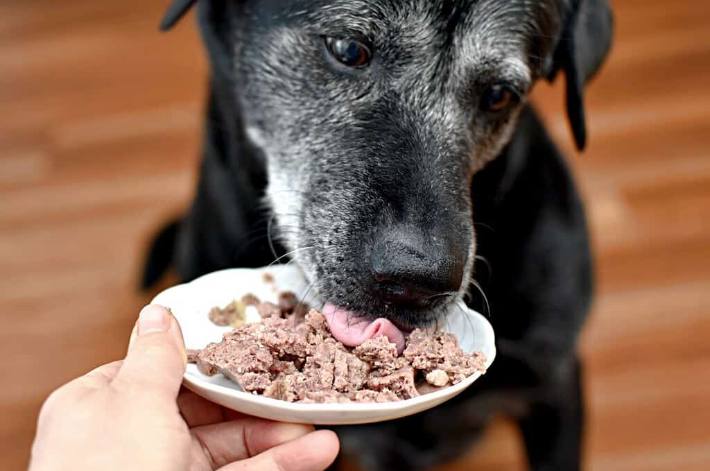 dog eating canned meat from a saucer