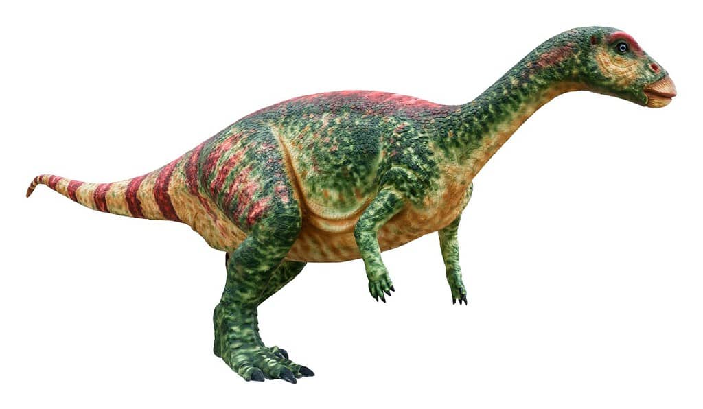 Valdosaurus is a genus of bipedal herbivorous iguanodont ornithopod dinosaur that lived during the Early Cretaceous, Valdosaurus isolated on white background with clipping path