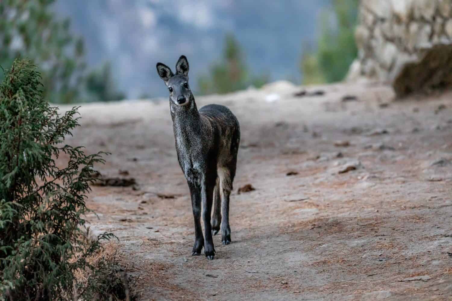 Portrait of beautiful Musk deer, taken in late afternoon on the way to Namche bazar, Nepal
