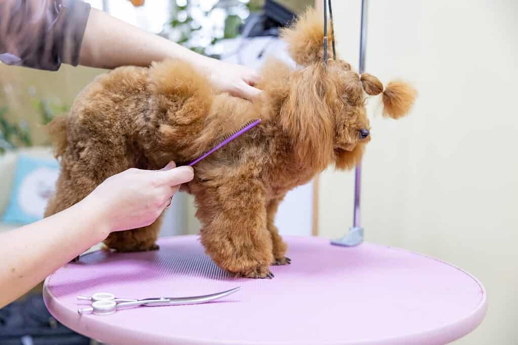poodle hairstyle. The girl is combing the dog. Pet grooming. Animal on a groomer salon background. animal care concept