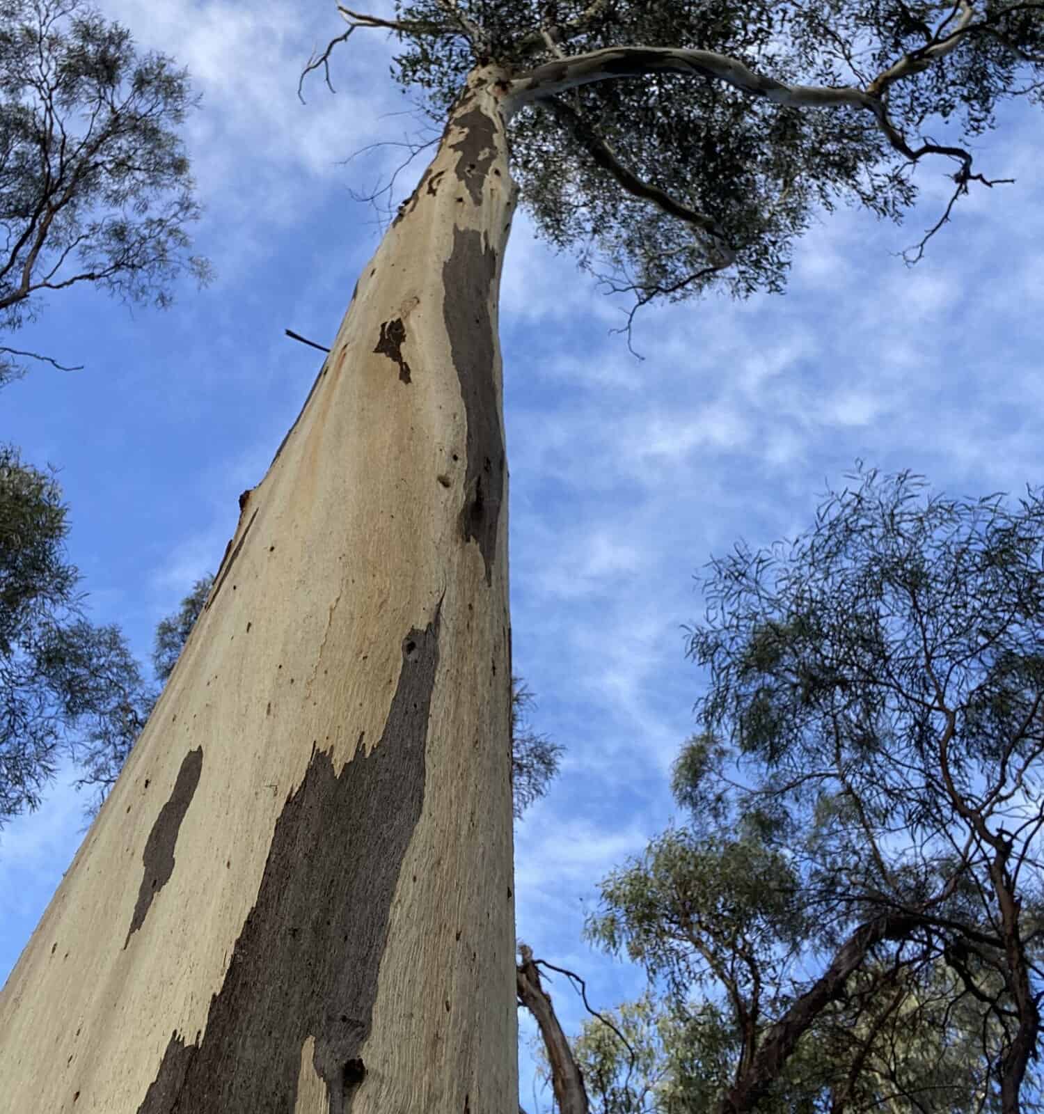 Manna gum eucalyptus tree trunk with branches and leaves at top and blue sky