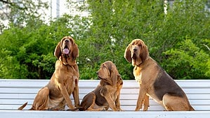 Male vs. Female Bloodhound: 5 Key Differences Picture
