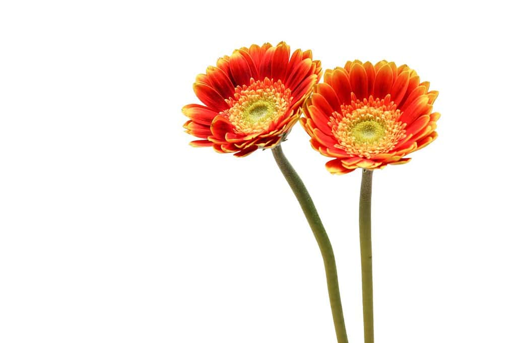 A couple of orange transvaal daisies in a white background.