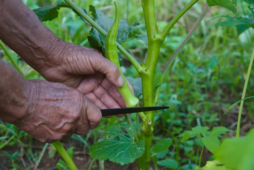 Organic okra being harvested from the tree manually. Okra without pesticides or chemical fertilizer.