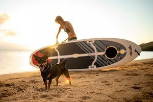 Paddleboarding With Your Dog: 7 Important Steps to Successfully SUP With Your Pup Picture