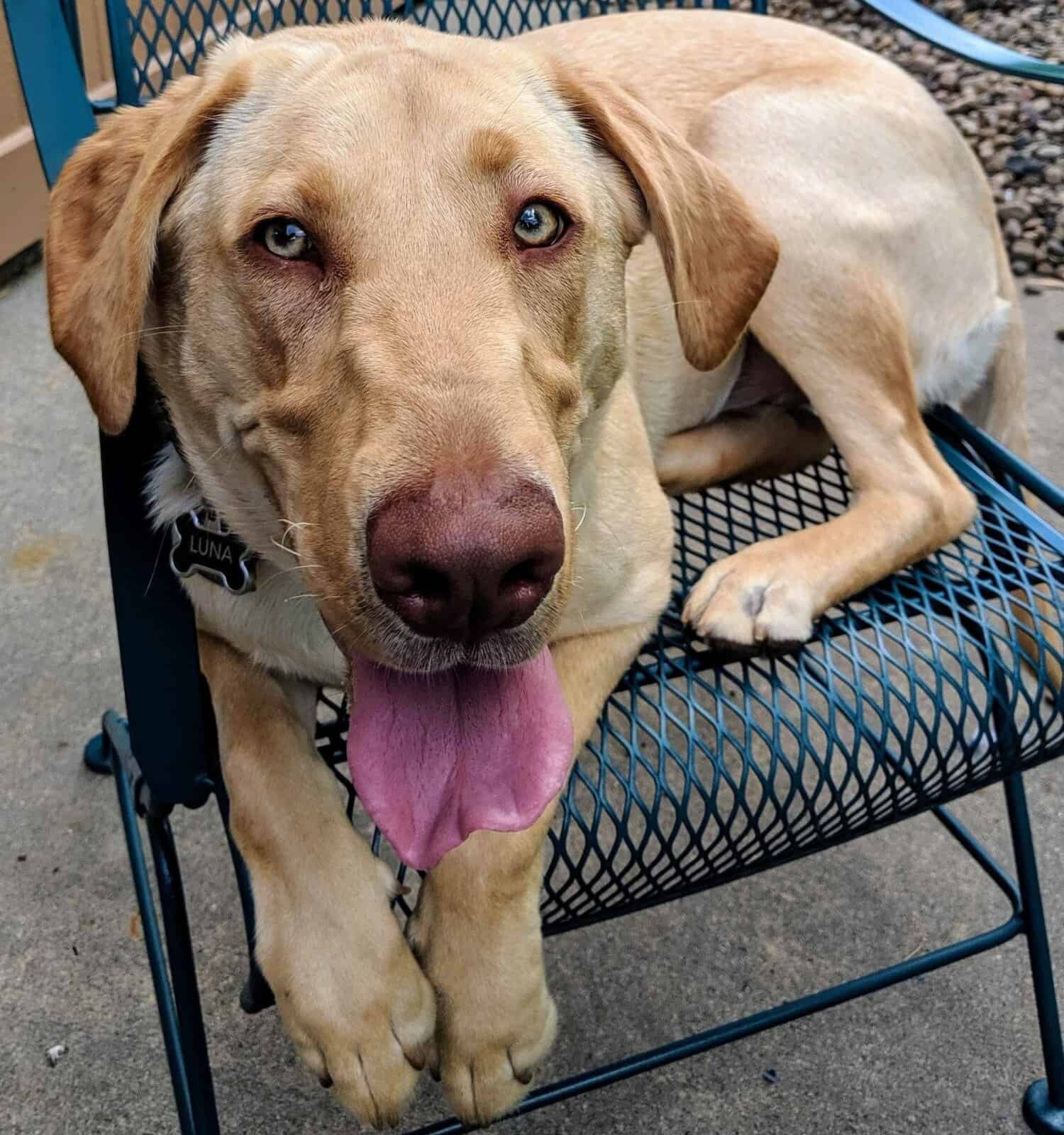 Dudley Labs Origin, Rarity, Name Suggestions, and More! AZ Animals