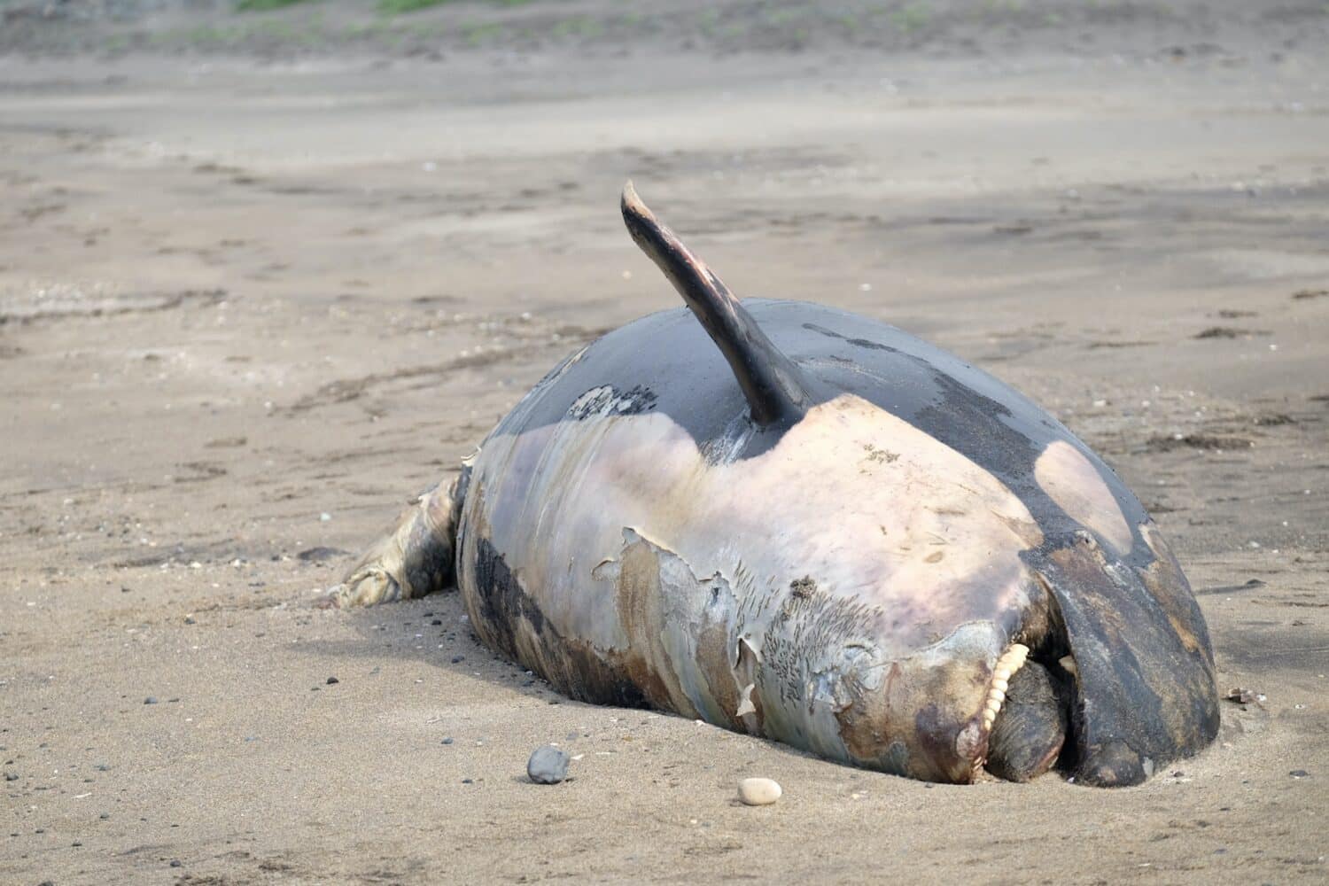 Dead Orca on an icelandic beach.
