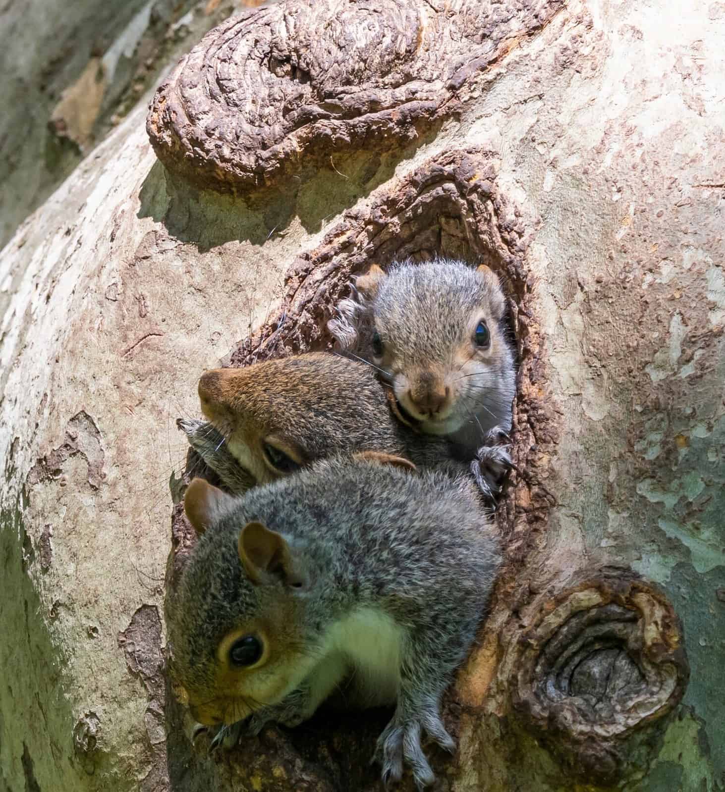 Male vs. Female Squirrel 6 Key Differences AZ Animals