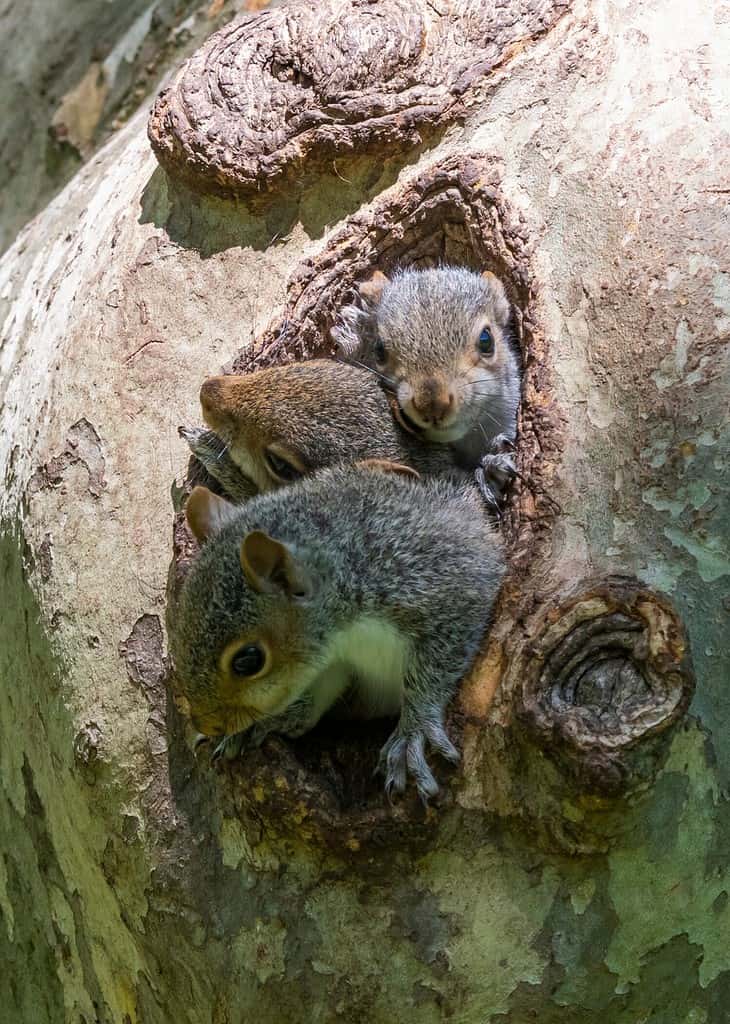 Family of baby squirrels peaking out of tree nest