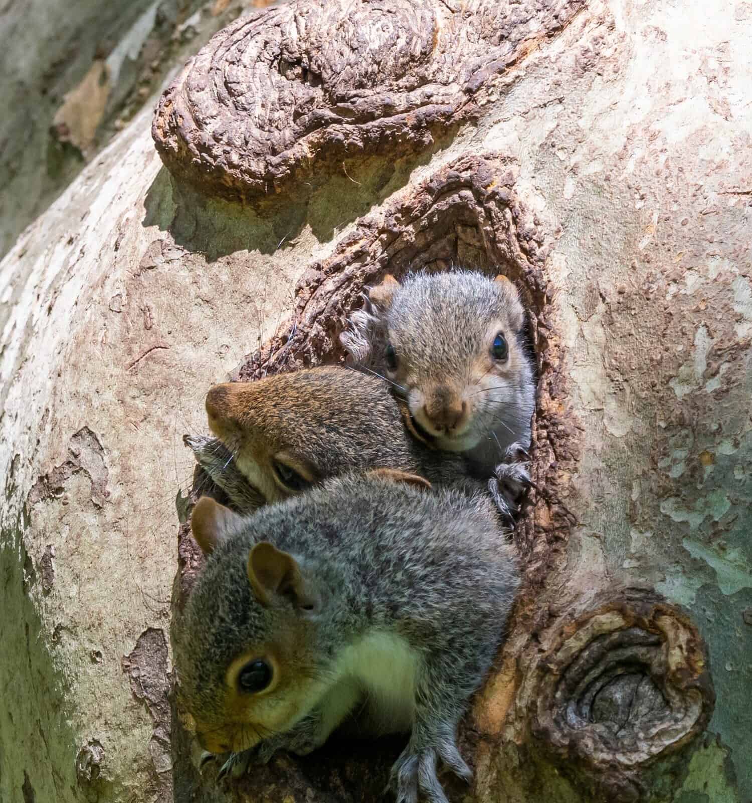 Family of baby squirrels peaking out of tree nest