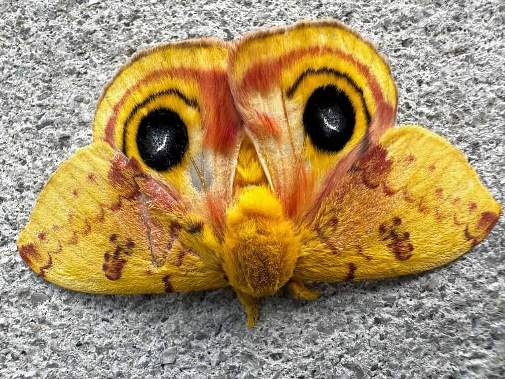 6. Io Moth (Automeris io) is one of the most common moths in Ohio.