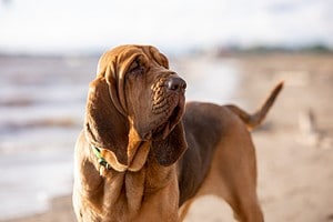 Bloodhound Prices in 2024: Purchase Cost, Vet Bills, and More! Picture