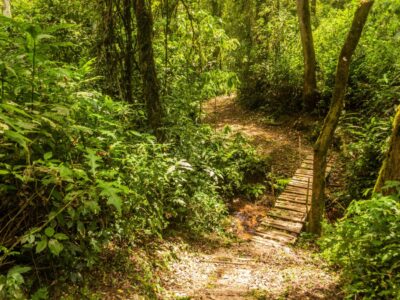 A Discover the 5 Oldest Forests in Africa