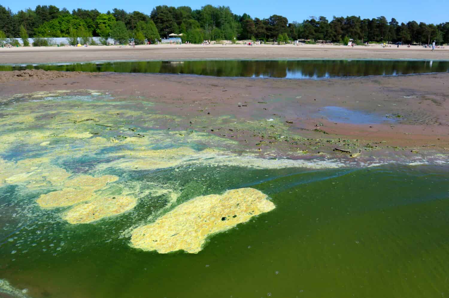 Sandy coast and water on the beach are polluted with blue-green algae (cyanobacteria). This is a global environmental problem of nature pollution. Baltic sea in summer.