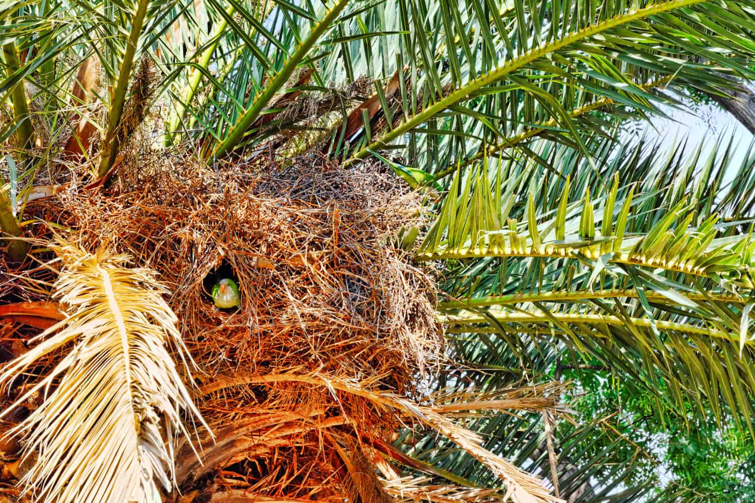 Big Argentina Parrot nests.