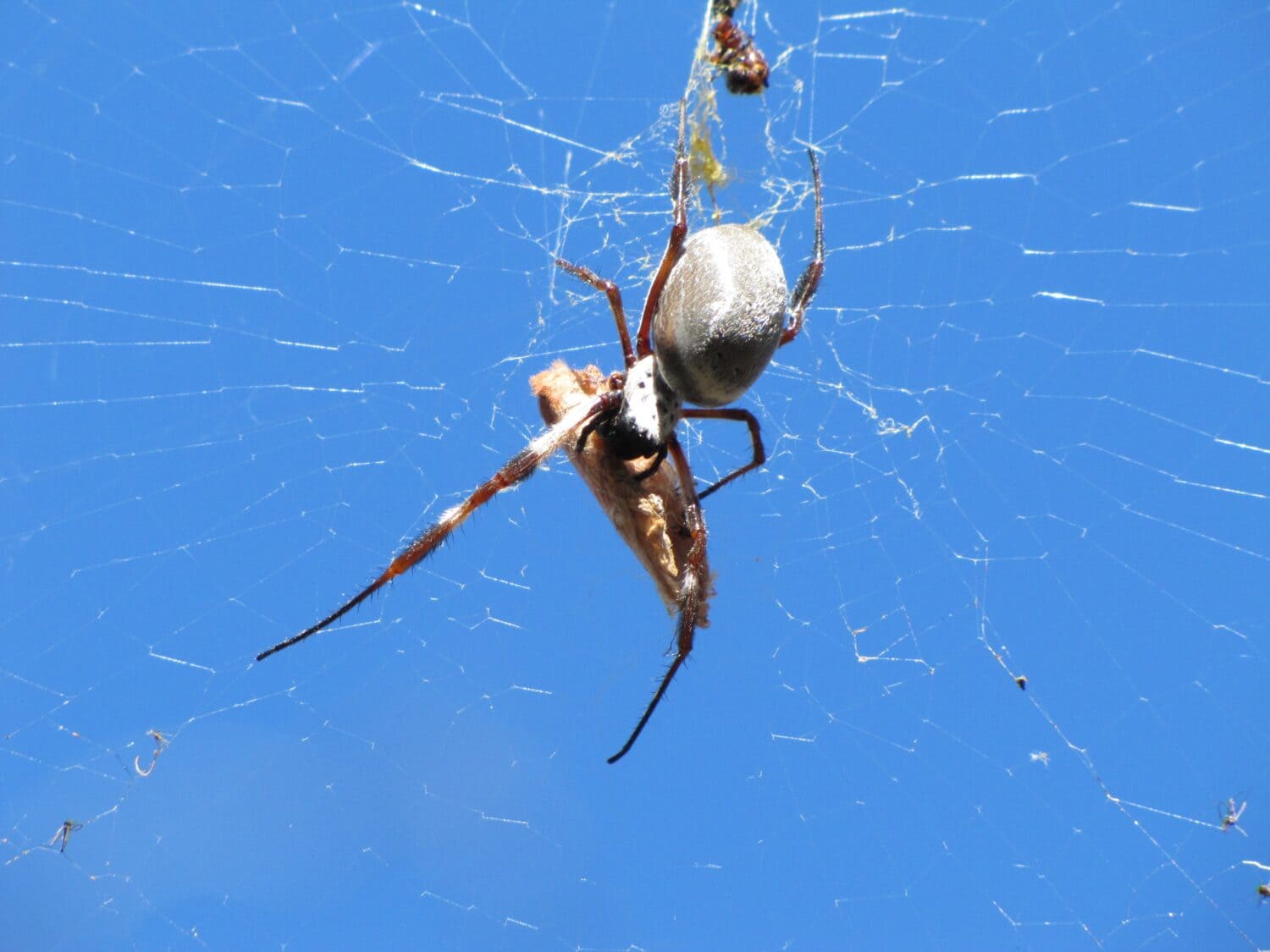 Web of intrigue as giant spider legs it to Australia, The Courier