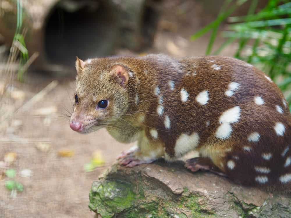 Slender svelte Spotted-tailed Quoll with distinctive white spots.