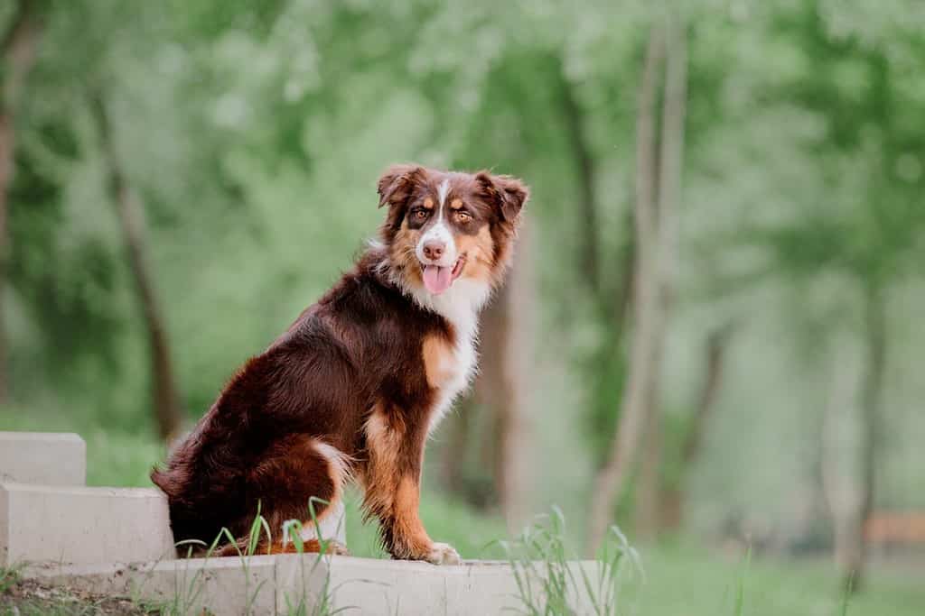 Australian Shepherd dog strolling in a beautiful urban park - a delightful stock photo capturing the energetic and playful nature of this intelligent and loyal breed in a picturesque city set
