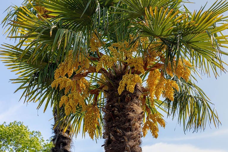 Selective focus a bunch of young flowers on the tree, Golden yellow fruits of Trachycarpus fortunei, Chinese windmill or Chusan palm is a species of hardy evergreen palm tree in the family Arecaceae.