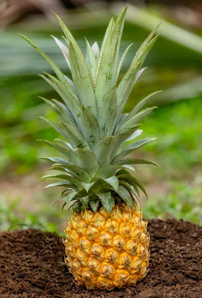 Queen of Tahiti: Pineapple on a Heap of Earth