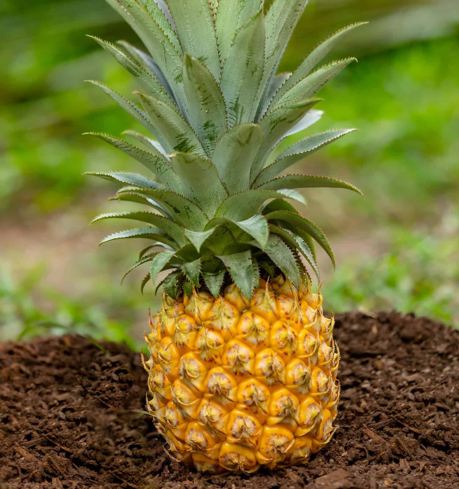 Queen of Tahiti: Pineapple on a Heap of Earth