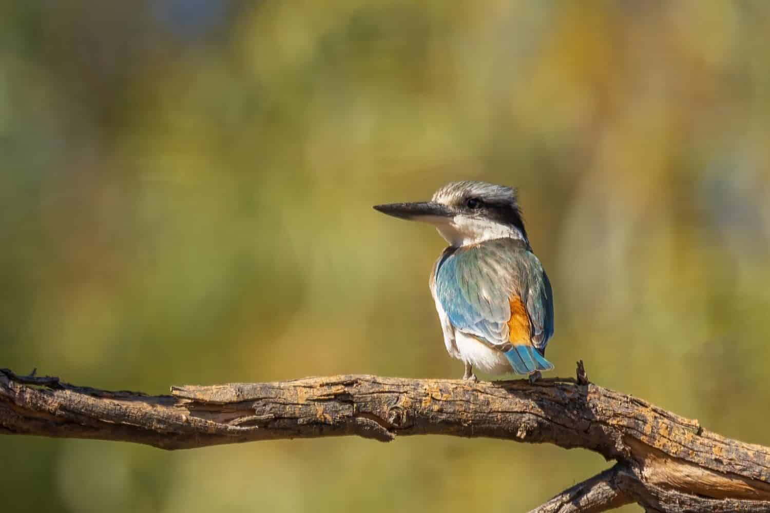 The Red-backed Kingfisher (Todiramphus pyrrhopygius) is a desert dwelling Australian kingfisher with an obvious rusty rump.