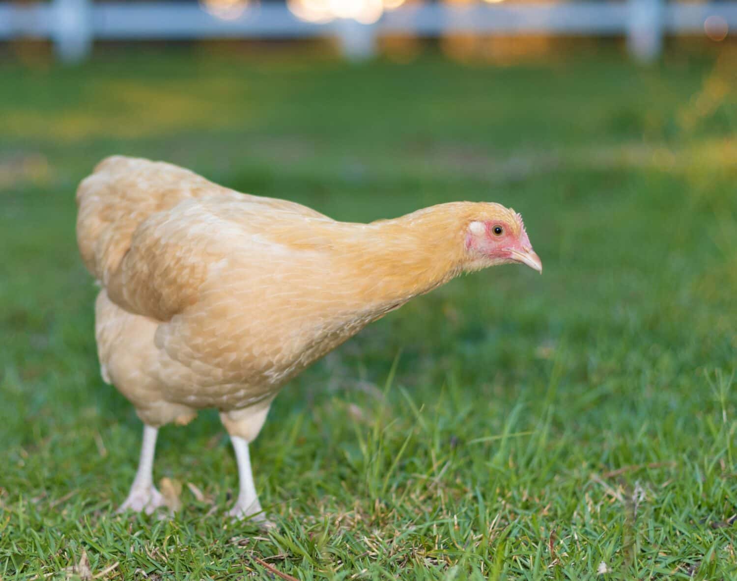 Young chicken hen that is yellow and orange colored that is on a grassy field in North Carolina.