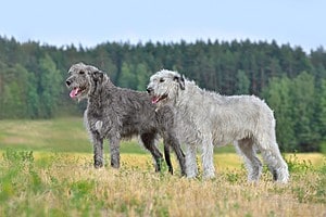 Male vs Female Irish Wolfhound: 4 Key Differences Picture