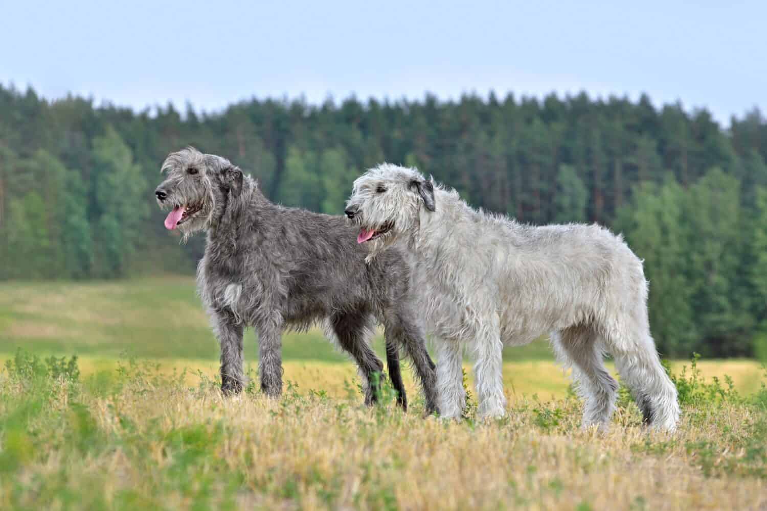 Two gray and white Irish wolfhounds standing in the middle of an autumn field