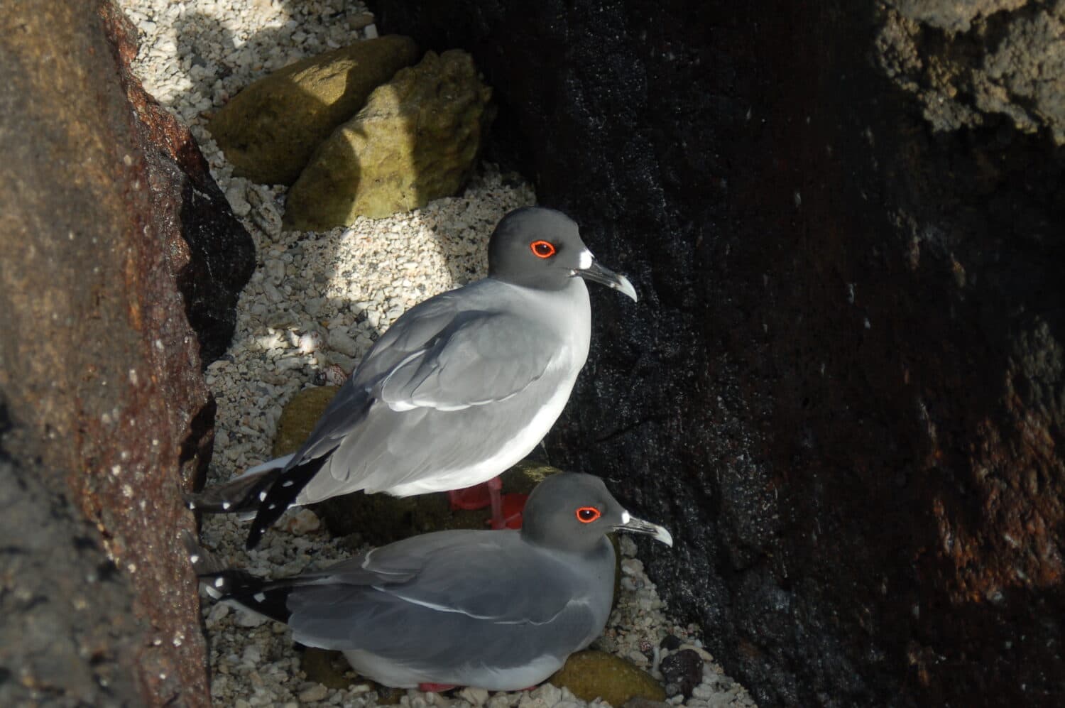 swallow-tailed Gulls on the Galapagos Islands