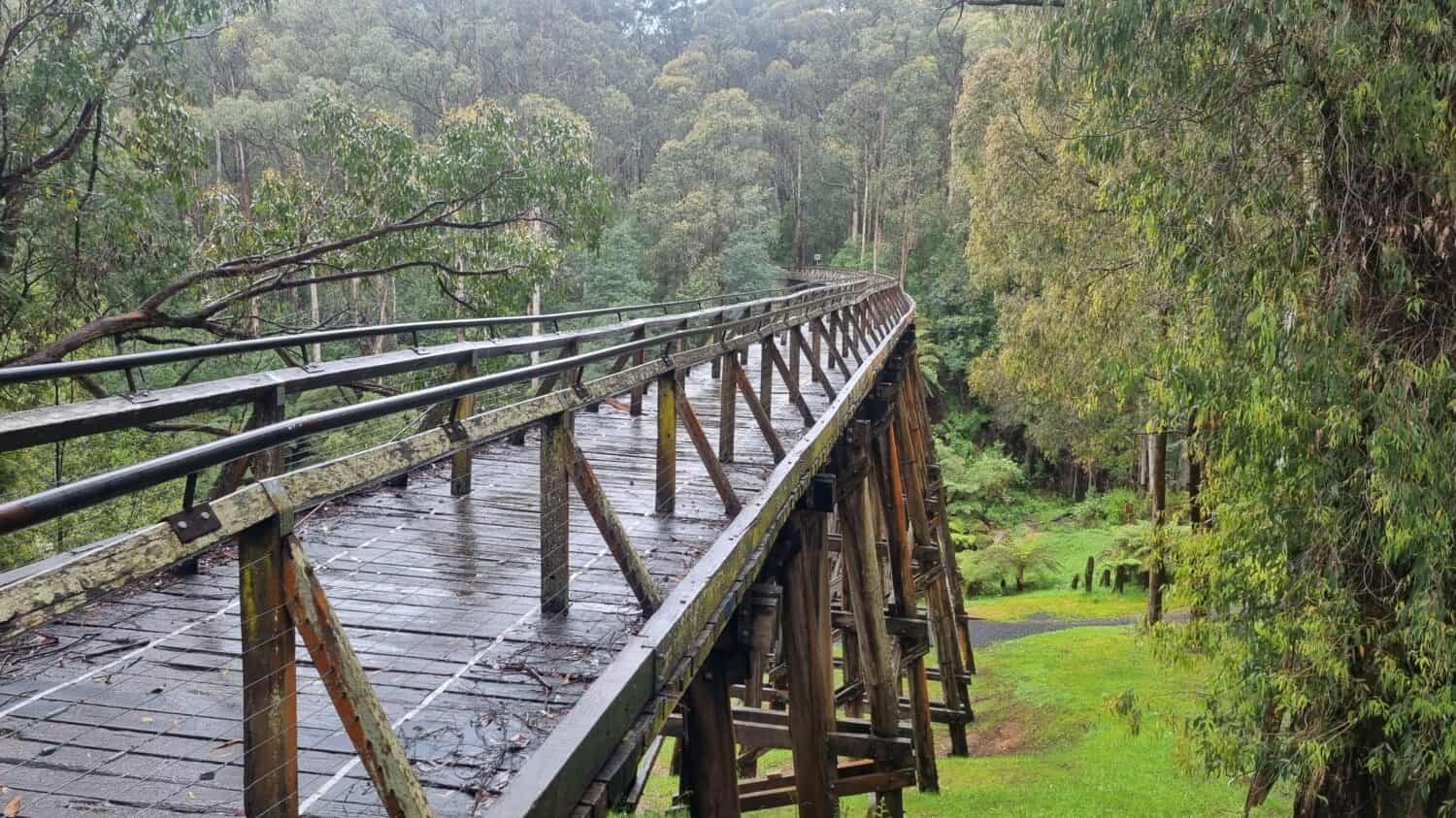 A Noojee Trestle bridge rail trail with a thick forest around and a background