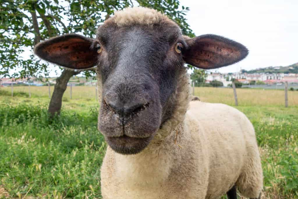 Suffolk sheep looking straight at camera