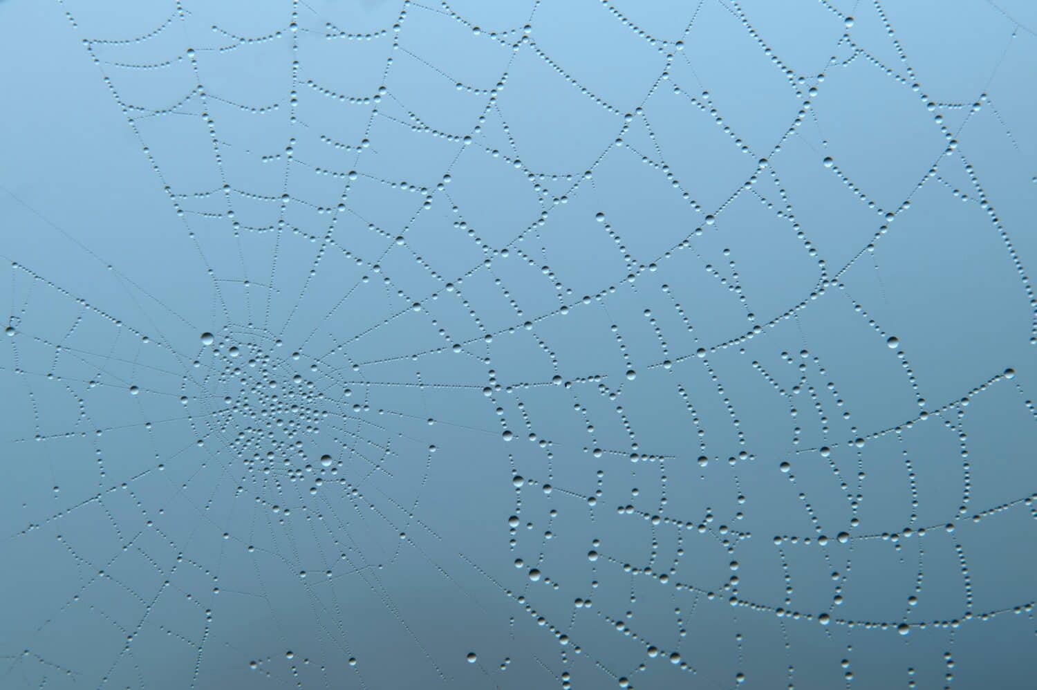 Spider web in foggy weather.The web with dewdrops shimmers in the sun's rays. Spider web of dew drops. Pokut Plateau, Rize.