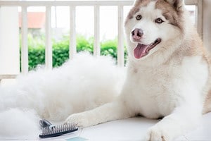 Why You Should NEVER Shave Your Husky Picture